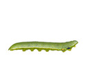 Isolated caterpillar of great orange tip butterfly ( Anthocharis cardamines ) on white