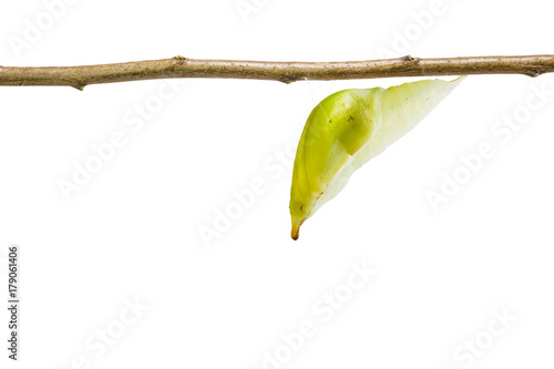 Isolated chrysalis of great orange tip butterfly ( Anthocharis cardamines ) on white photo