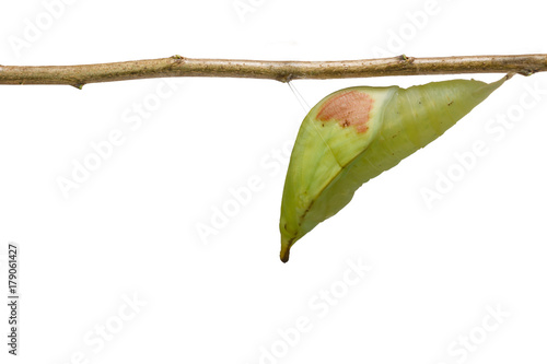 Isolated chrysalis of great orange tip butterfly ( Anthocharis cardamines ) on white photo