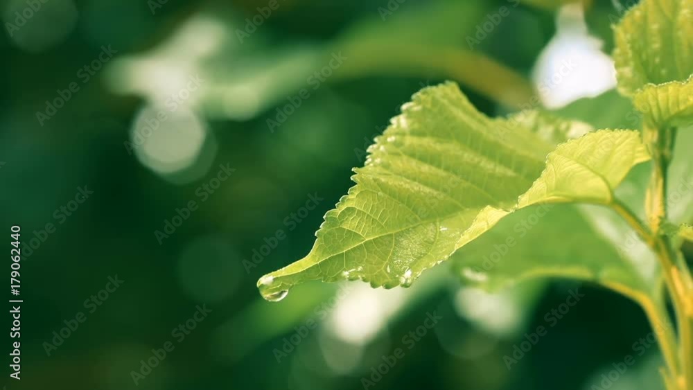 water rain drop with fresh green leaf for nature background of close up dew drop fall from leaf ,4K Dci resolution water rain drop with fresh green leaf for nature background of close up dew drop fall from leaf ,4K Dci resolution