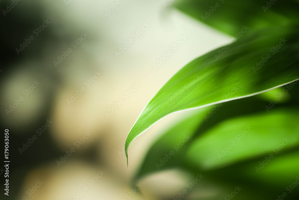 Obraz premium nature