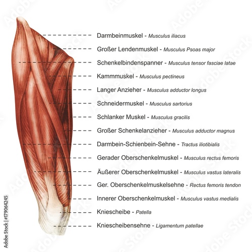 Oberschenkel Muskulatur frontal medial lateral anterior Latein Femur - Lithografie Zeichnung Vektor handgezeichnet Grafik