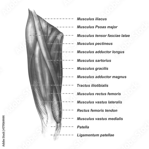 Oberschenkel Muskulatur frontal medial lateral anterior Latein Femur - Lithografie Zeichnung Vektor handgezeichnet Grafik