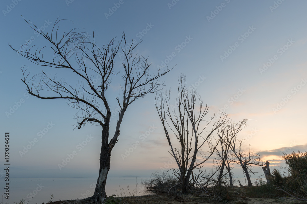 Skeletal trees on a lake shore ,with an almost empty blue sky and warm golden hour colors Skeletal trees on a lake shore ,with an almost empty blue sky and warm golden hour colors