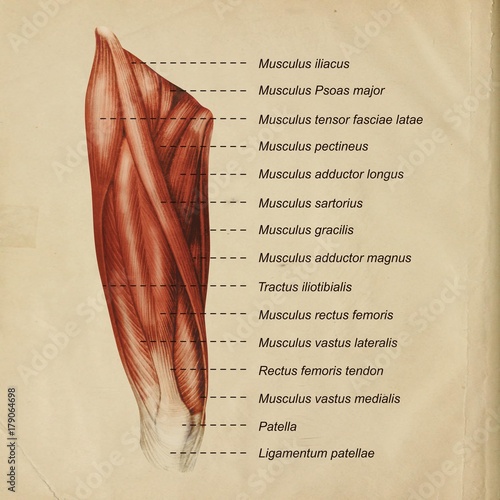 Oberschenkel Muskulatur frontal medial lateral anterior Latein Femur - Lithografie Zeichnung Vektor handgezeichnet Grafik