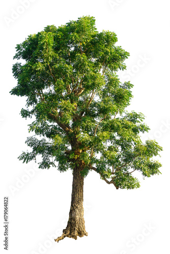 Tableau sur toile Neem tree, Azadirachta indica, insect repellent on white ground