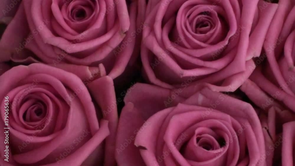 Pink roses as a background. Camera movement on flower petals. HD 1920x1080 Video Clip Pink roses as a background. Camera movement on flower petals. HD 1920x1080 Video Clip