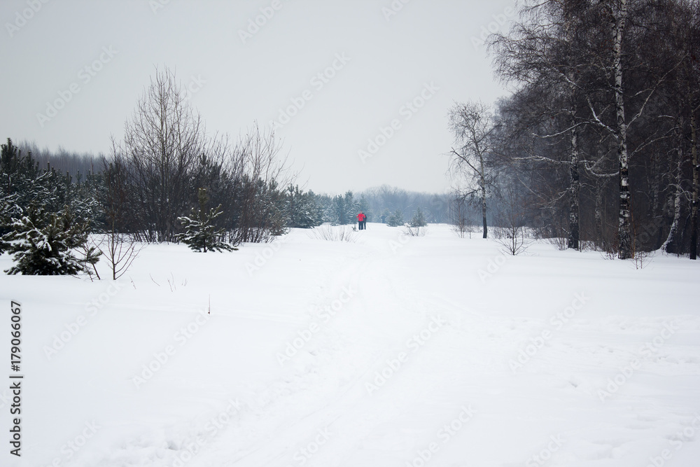 Morning in the winter. Trees under the snow.