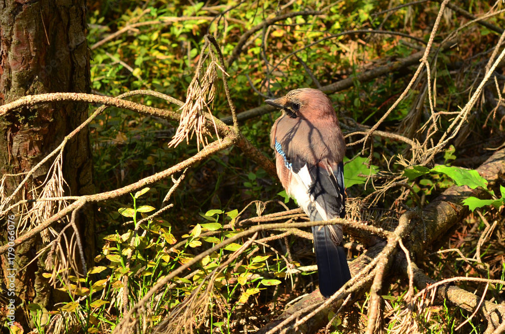 Naklejka premium Ptak - sójka