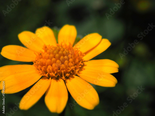Macro close up blurred perspective of bright yellow Bay Biscayne Creeping Oxeye or Singapore Daisy  Sphagneticola trilobata  flower pollen  with dark green leaf field background