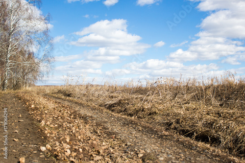 Dirt road in a birch forest