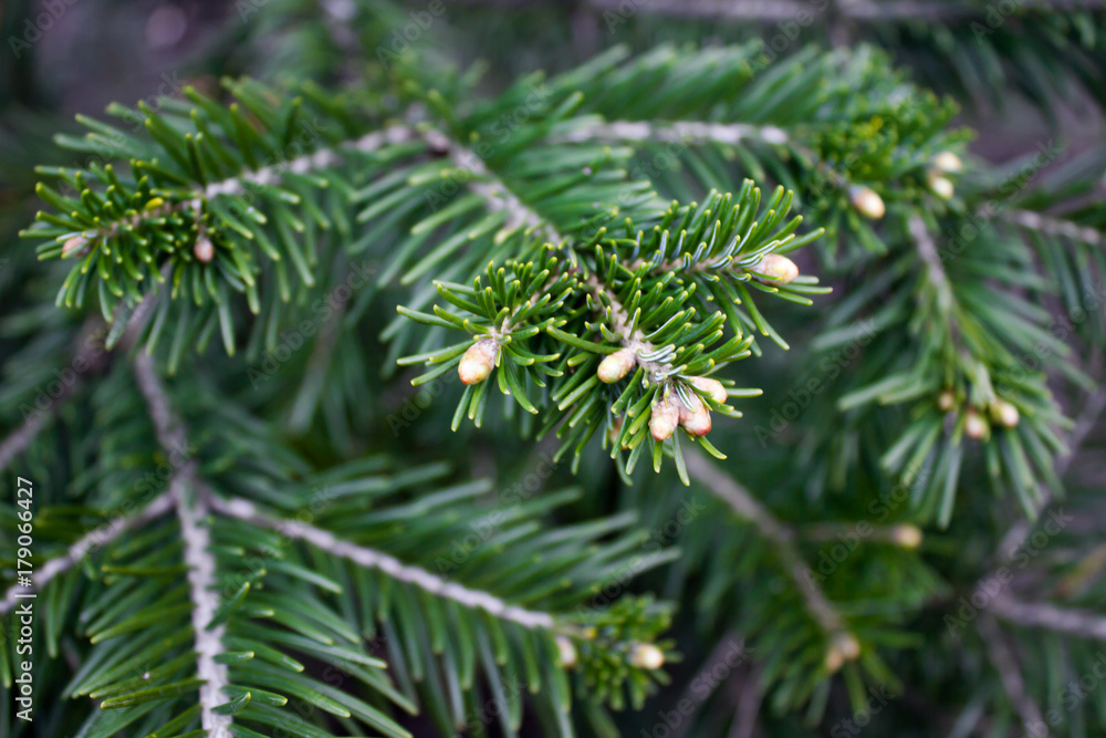 The pine green boughs in the forest The pine green boughs in the forest