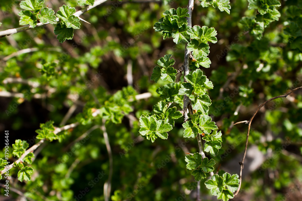 Fresh leaves of gooseberries in spring garden Fresh leaves of gooseberries in spring garden