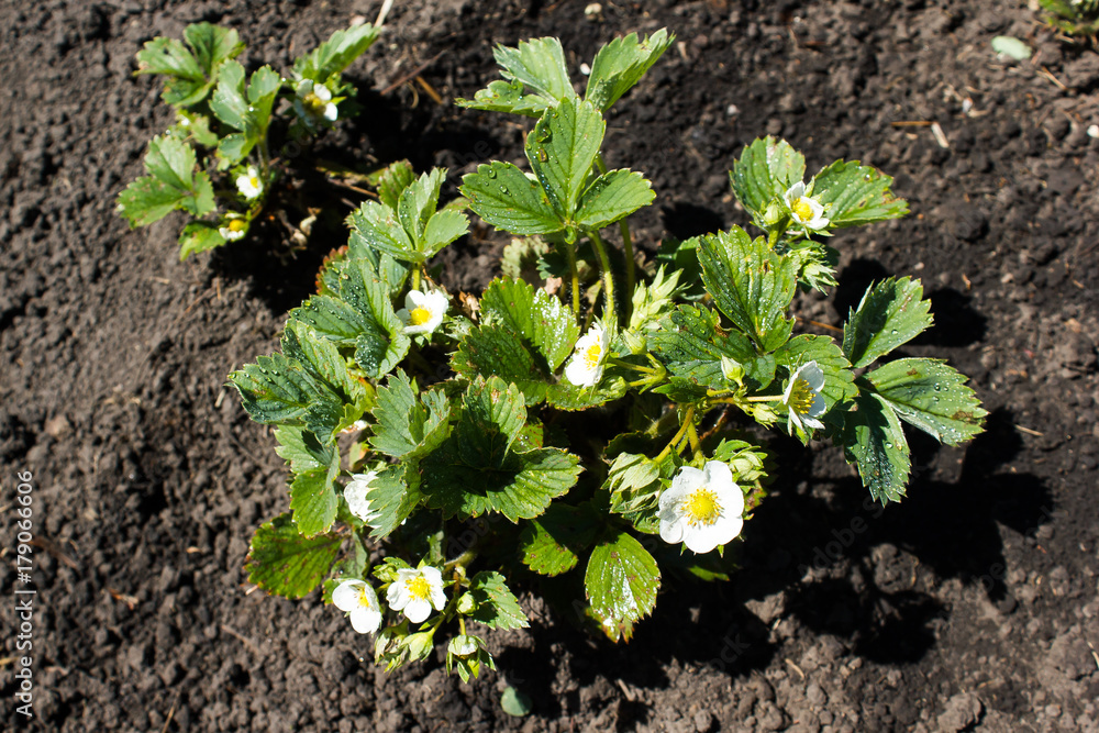 Strawberry flowers in the spring garden Strawberry flowers in the spring garden