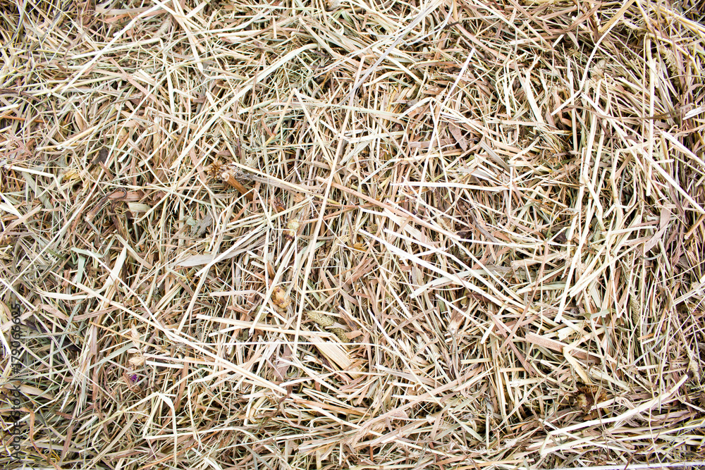 Dry grass, hay as background Dry grass, hay as background