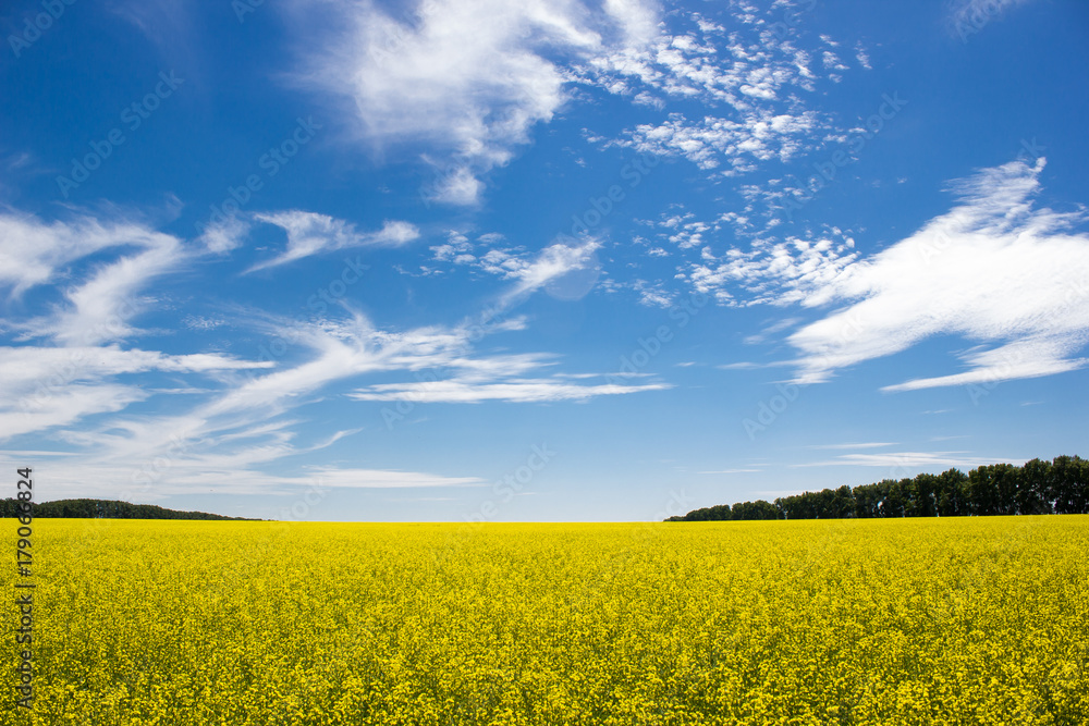 Rapeseed field under blue sky Rapeseed field under blue sky