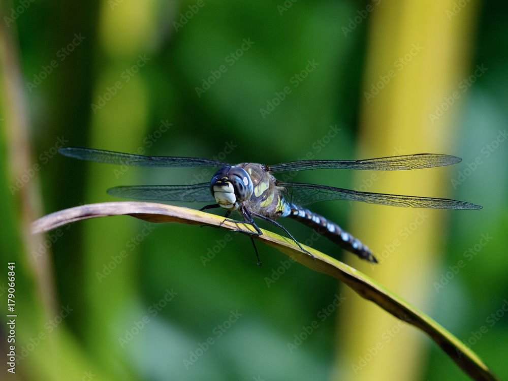 Migrant Hawker (Aeshne mixte) Dragonfly Migrant Hawker (Aeshne mixte) Dragonfly