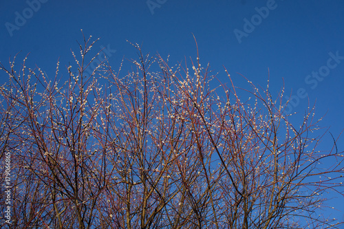 Red branches of willow on a background of blue sky.