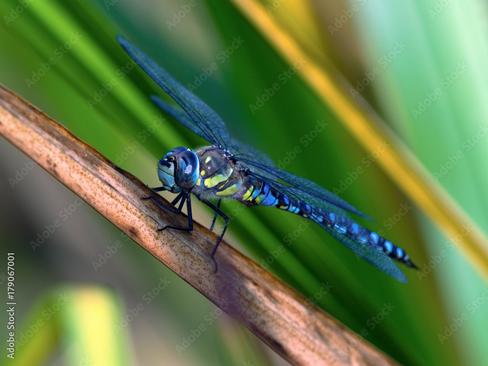 Migrant Hawker (Aeshne mixte) Dragonfly Migrant Hawker (Aeshne mixte) Dragonfly