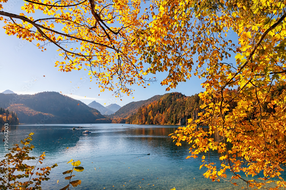 Naklejka premium Falling leaves from multicolores trees at sunny autumn day on Alpsee lake in Bavaria, Germany.
