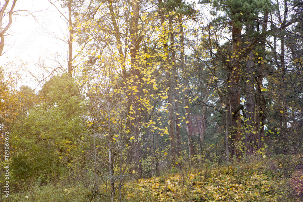 Fototapeta premium autumn forest with colorful leaves