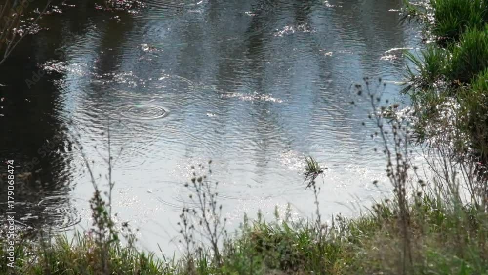 Fish in the river leaves circles on the water on a cloudy day Fish in the river leaves circles on the water on a cloudy day