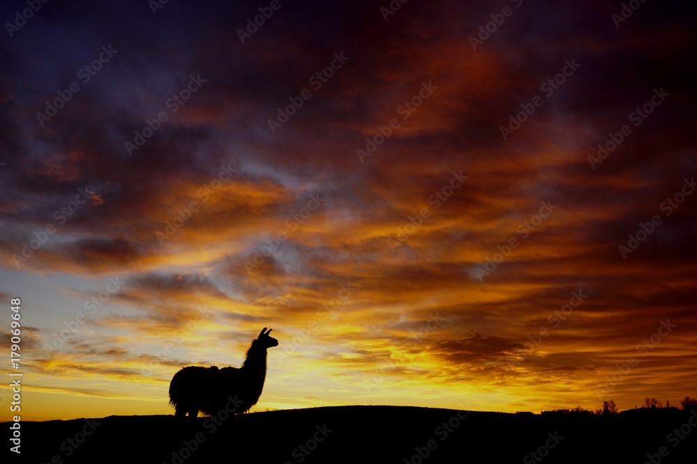 Naklejka premium Llama Sunrise