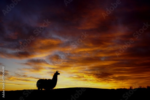 Llama Sunrise