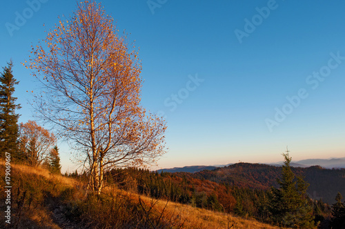 One birch tree against hills of a mountain range covered in red, orange and yellow deciduous forest and green pines under blue cloudless sky on warm fall evening in October. Carpathians, Ukraine