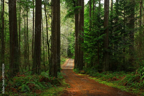 a picture of an Pacific Northwest forest trail