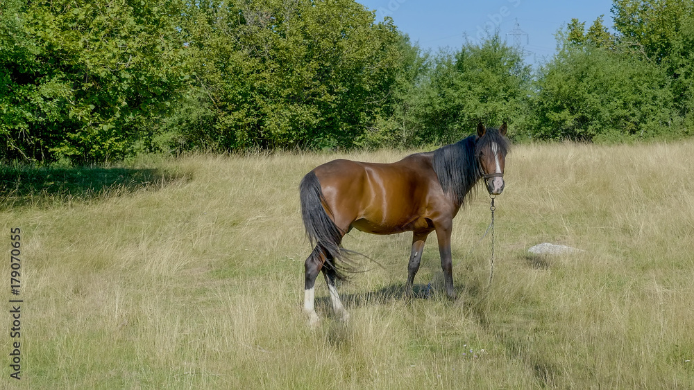 Obraz premium Horse in the field