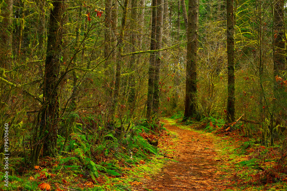 Obraz premium a picture of an Pacific Northwest forest trail