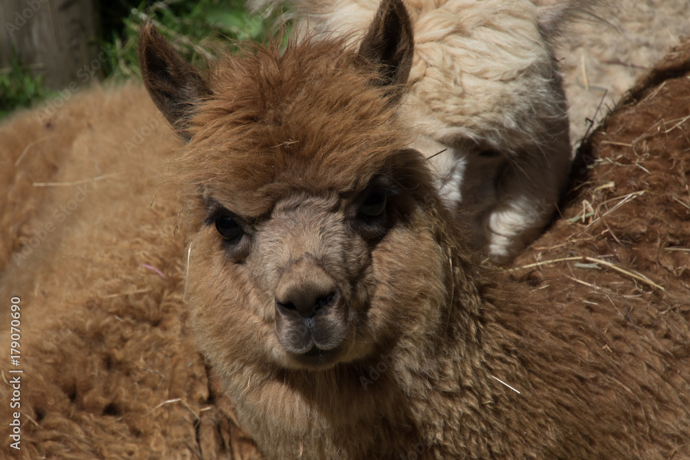 Fototapeta premium Hey there baby Alpaca