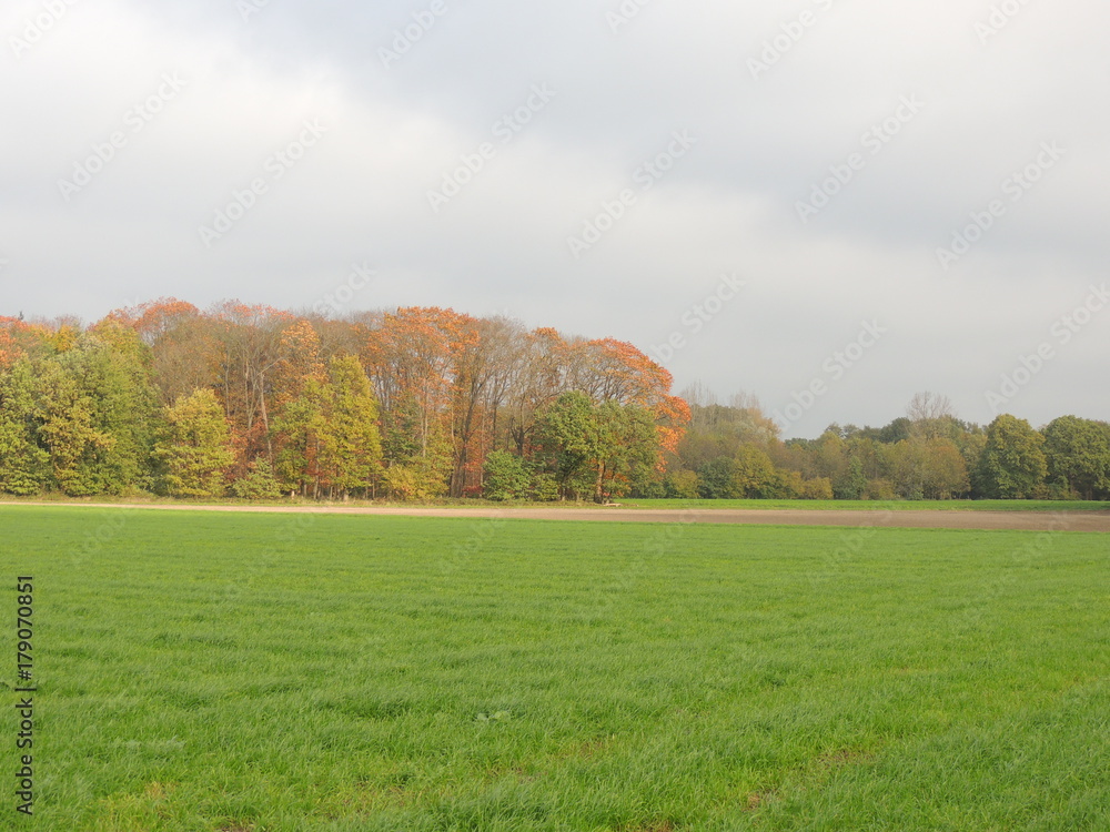 Wintersaat und Weiden am Niederrhein (November) Wintersaat und Weiden am Niederrhein (November)
