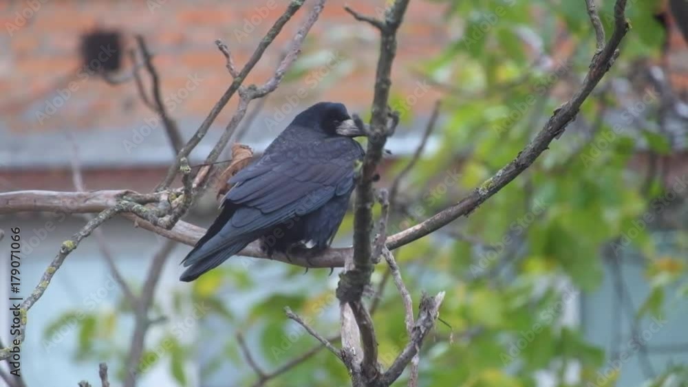 Rook sits on a nut branch under a shallow rain and wind and then flies away (Corvus frugilegus) Rook sits on a nut branch under a shallow rain and wind and then flies away (Corvus frugilegus)