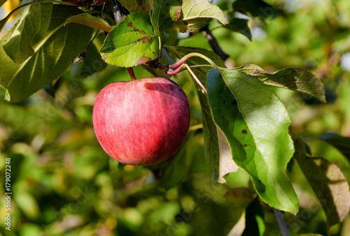 Red apple growing on tree.