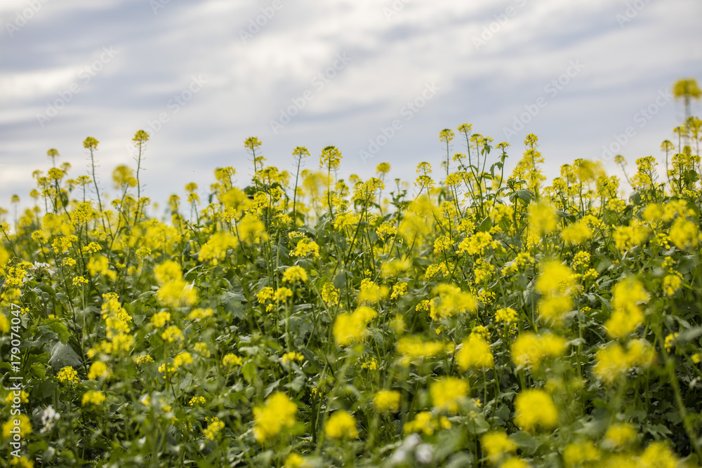 yellow rapeseed field in bloom 
