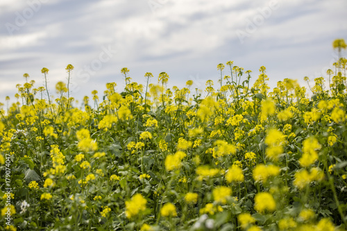yellow rapeseed field in bloom  © babaroga