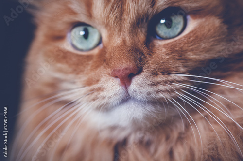 beautiful red cat, close-up portrait, with retro toning. Macro shot of nose