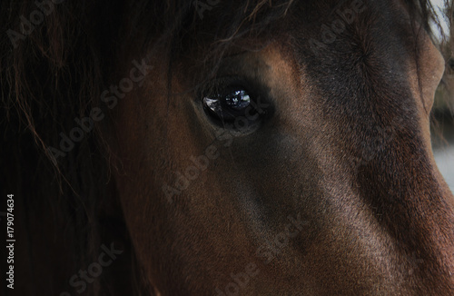 Horse brown eye close up animal portrait photo