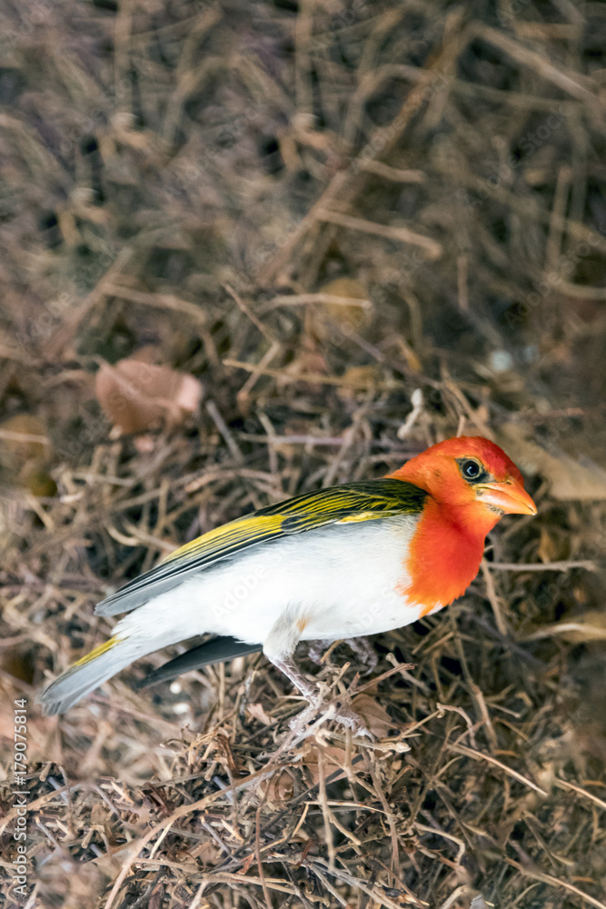Fototapeta premium Red-headed weaver