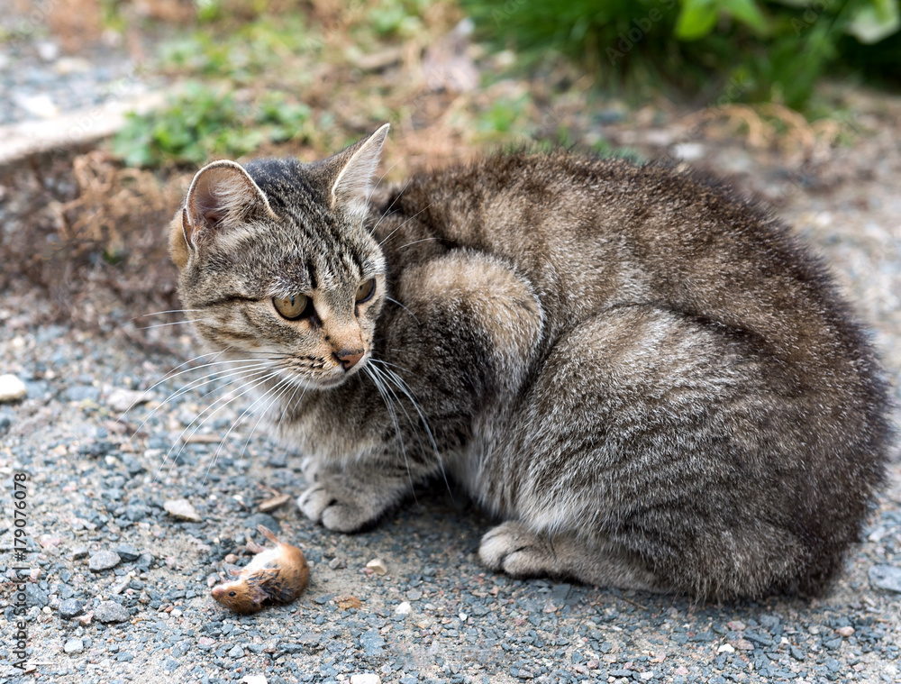 Cat and Mouse Cat and Mouse