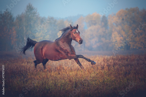 Fototapeta Naklejka Na Ścianę i Meble -  Bay horse galloping on the trees background in autumn