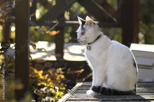 秋の縁側に座る飼い猫 photo