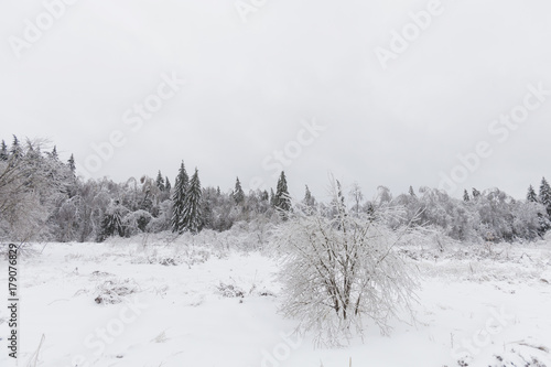 Winter landscape. Frozen forest, Russia photo