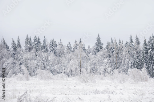 Winter landscape. Frozen forest, Russia