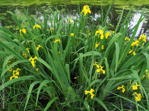 Fototapeta Naklejka Na Ścianę i Meble -  Iris pseudacorus flowers