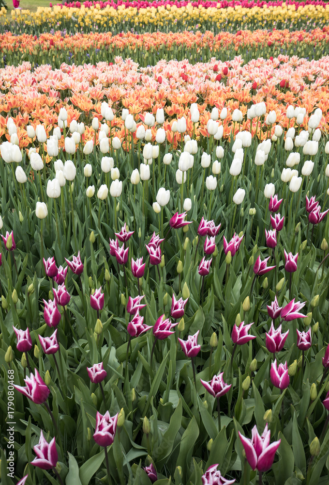 Fototapeta premium Tulip fields of the Bollenstreek, South Holland, Netherlands