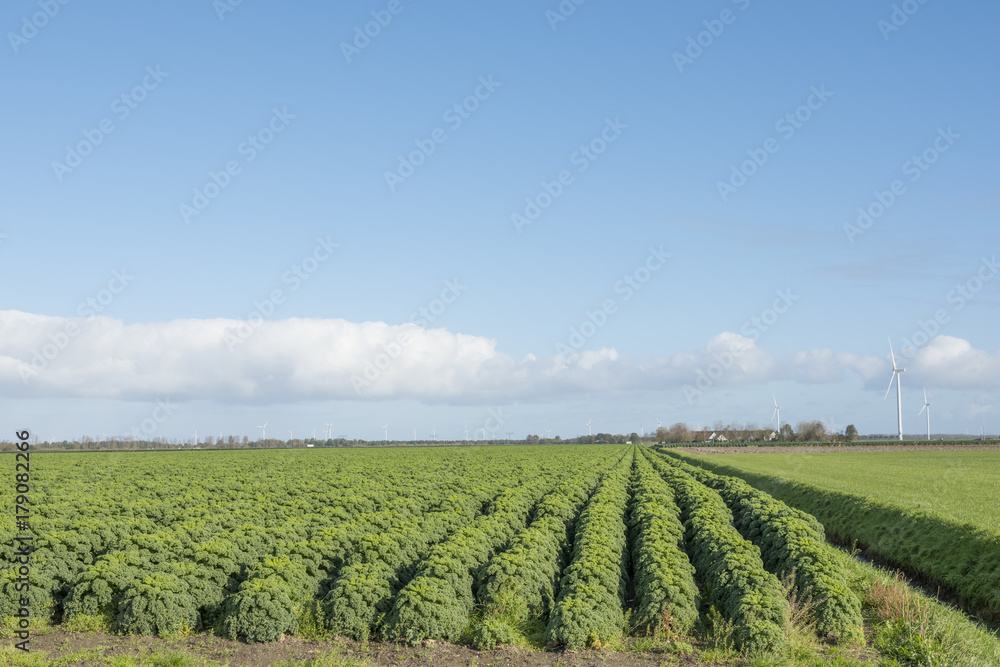 kale field in the dutch province of flevoland in the netherlands with blue sky

