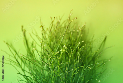 herbal background in gently green tones. Green twigs on a green background. template herbal background